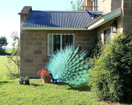 Ba2964 Torres Lujan Buenos Aires