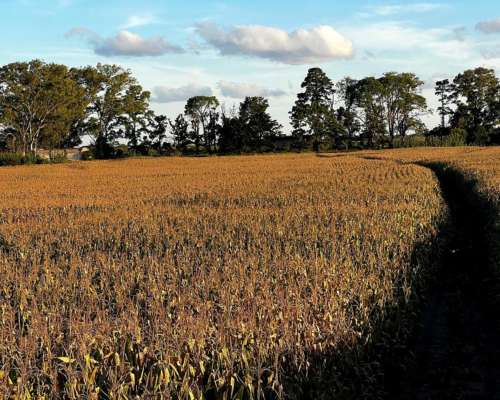 Campo 100 % Agrícola en Jesús María Prov. de Córdoba