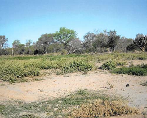 Campo Mixto, 5000 + 2777 Ha Garza, SGO del Estero