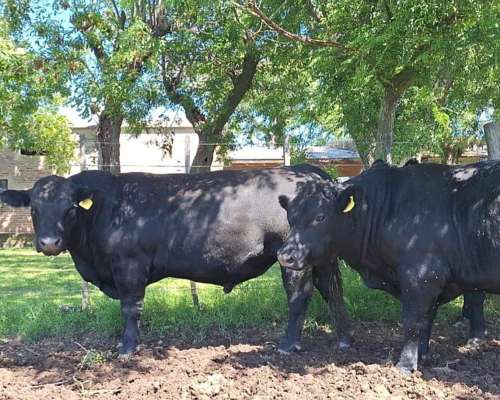 Toros Angus Negro y Colorado