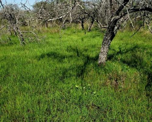 Vendo 450 Hectáreas Ganaderas