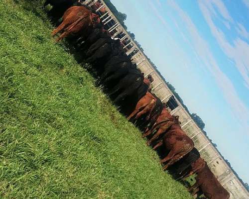 Vendo Invernada Macho y Hembra