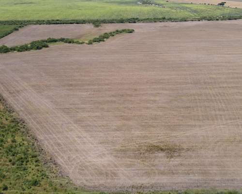 150 Hectáreas Agrícolas en Gualeguaychú.