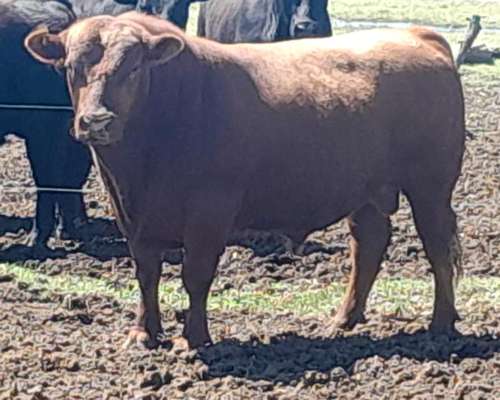 Cab. Mayumana Toros Angus Incluso Precoz