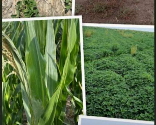 50 Has Rio Primero Córdoba