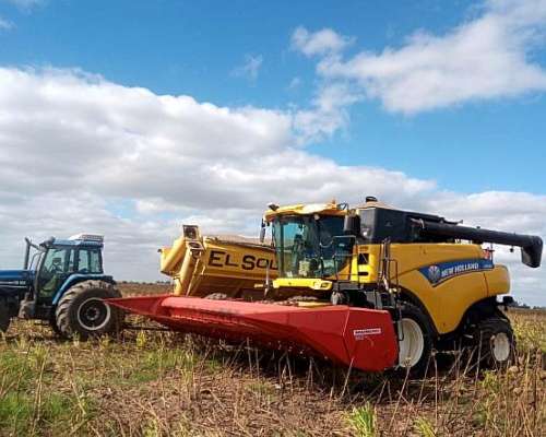 Girasolero Mainero 1035 de 10 a 70