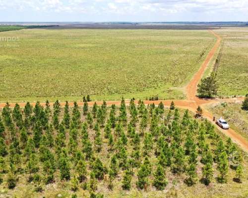 Se Vende Campo Ganadero de 505 Ha en Virasoro, Corrientes