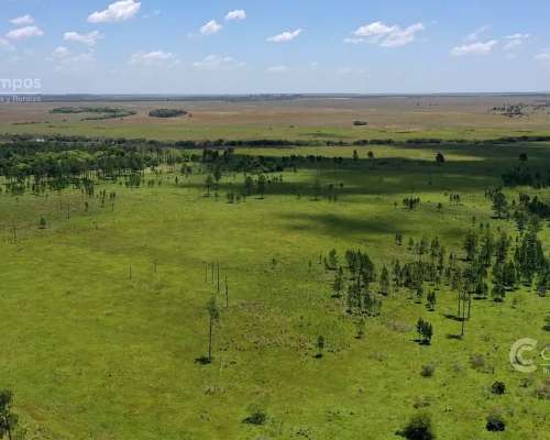 Se Vende Campo de 860 Ha Santo Tomé Corrientes.