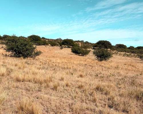 212 Ha Algarrobo Sobre Ruta 22