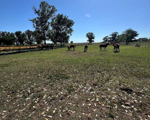Campo Mixto de 250 Hectáreas