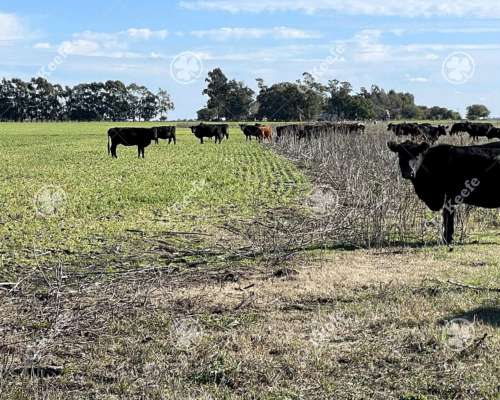 Campo en Venta de 241 Has en Venta Magdalena