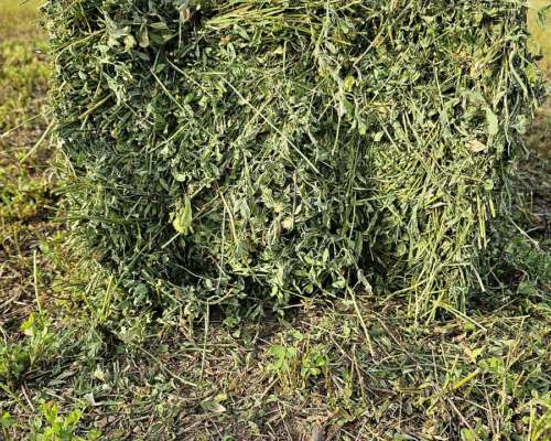 Fardos de Alfalfa de 1ra Calidad por Equipo