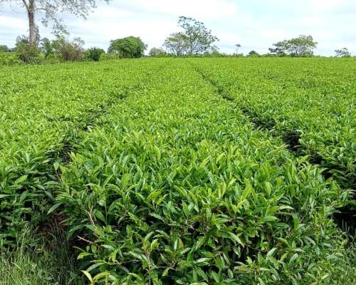 Chacra en Misiones con TE y Yerba