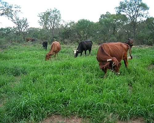 Oportunidad Campo Mixto 5940/ha a Menos de 55% de SU Valor