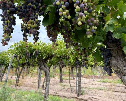 Finca de 25 Ha Chapanay, San Martin Mendoza