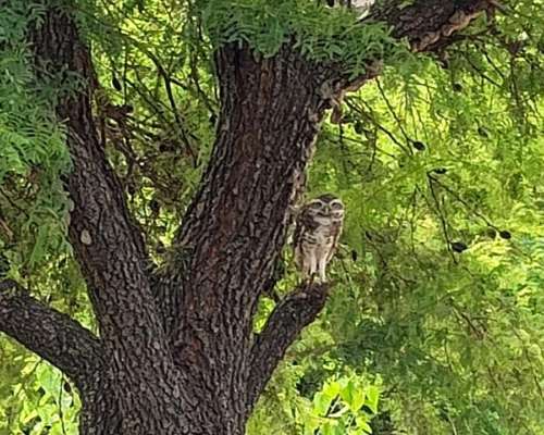 En Alquiler 165 Has Ganaderas. Buen Precio