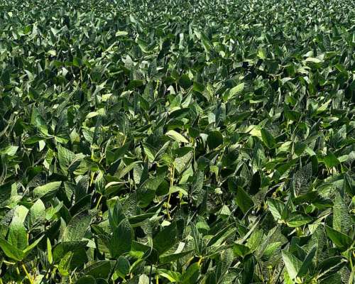 Campo Agrícola 163 Hectáreas Suelo Urquiza 1