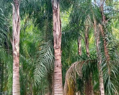 +7.000 Pindó Grandes Disponibles – Venta en Campo – Producto