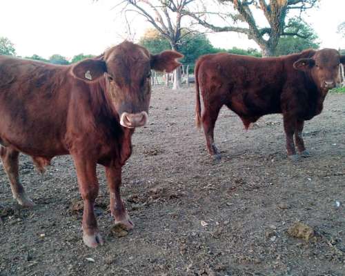 Toros Brangus Colorados-san Javier