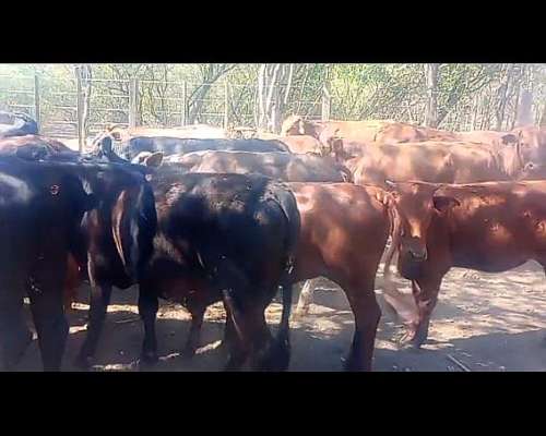 Vendo Terneros Dueño Directo Zona Salta