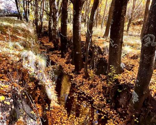 Venta Campo Ganaderas en la Carolina San Luis Paraíso