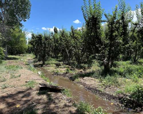 Finca de Ciruelos en Corralitos Mendoza
