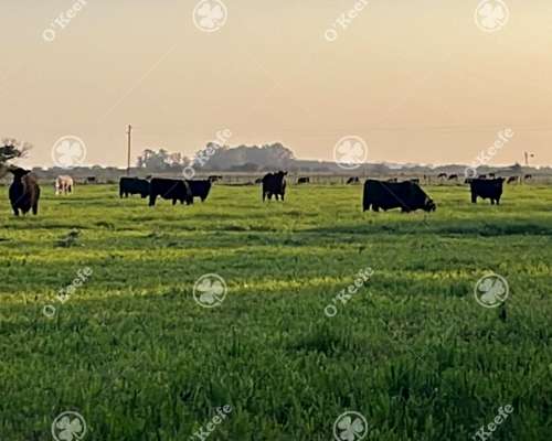 Campo Ganadero en Venta de 344 Has en Dolores