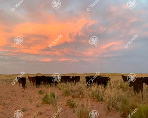 Campo Cría- Recría 74.000 Has Mendoza