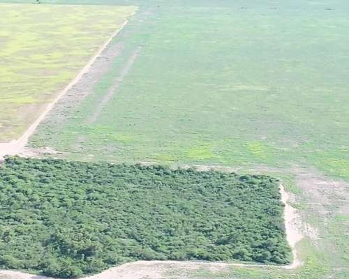 Chaco Frentones 630 Has