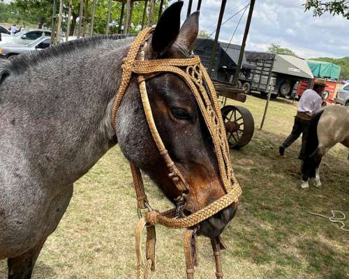 Caballo Mando de Andar