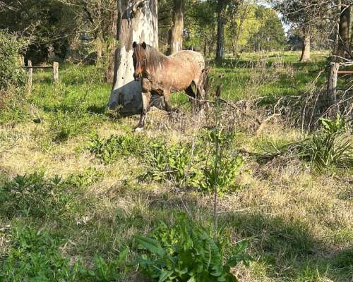 Caballo Mando de Andar