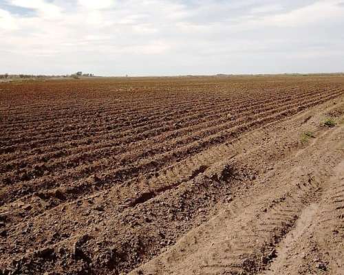 Campo en Venta con Canales de Riego.