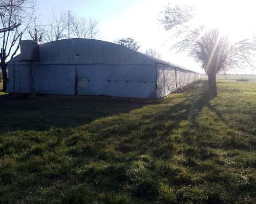 Granja Avicola Capacidad 30 Mil Pollos.