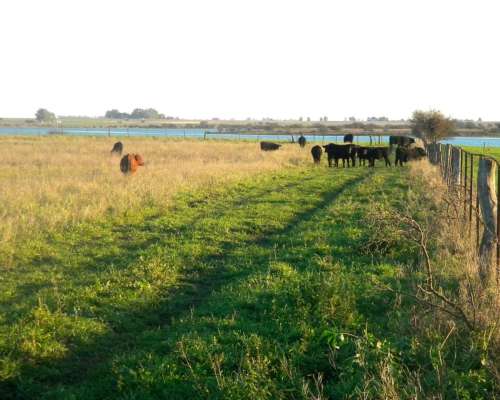 Venta 315ha en Rivera BS AS Mixto