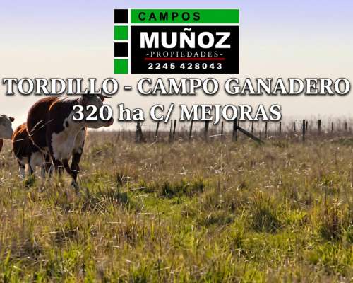 Tordillo Campo Ganadero C/ Mejoras