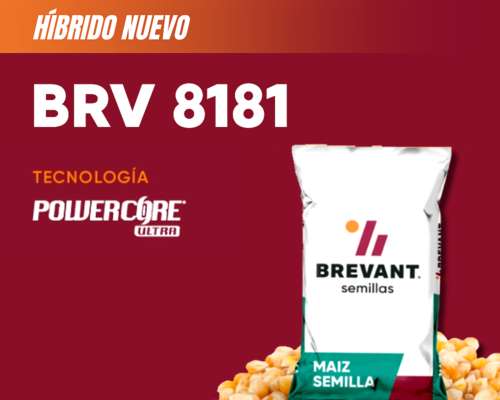 Semillas Brevant - BRV 8181 PWU
