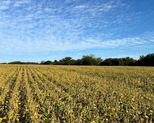 Campo 254 Heectareas Agricolas