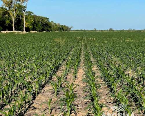 Campo Agrícola 168 Has - a 8 km de San Bernardo Chaco