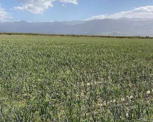 Se Vende Finca de 170ha con Plantaciones de AJO en San Carlo