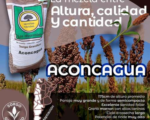 Sorgo Aconcagua de los Algarrobos