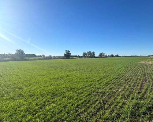 49 Hectáreas Agrícolas en San Pedro.