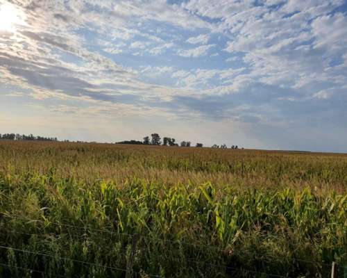 8.900 Has en Pehuajo Ganaderas MAS Agric. Unicas.