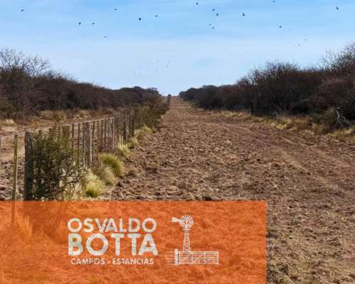 Campo Ganadero – 6.200has – Rucanelo, la Pampa