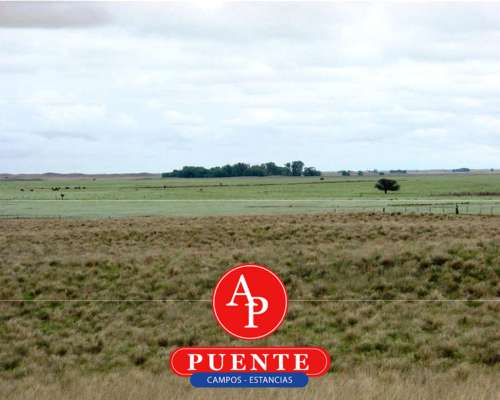 En Venta 5.000 Has Jaguel del Monte, la Pampa