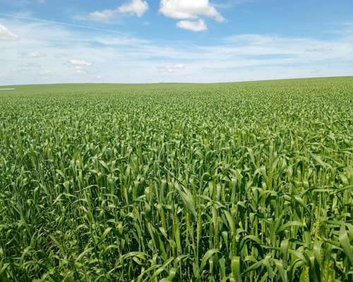 Azul Campo Agricola en Venta