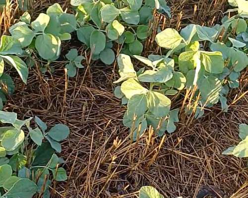 Campo 27 Ha Rosario del Tala Soja Trigo Sorgo