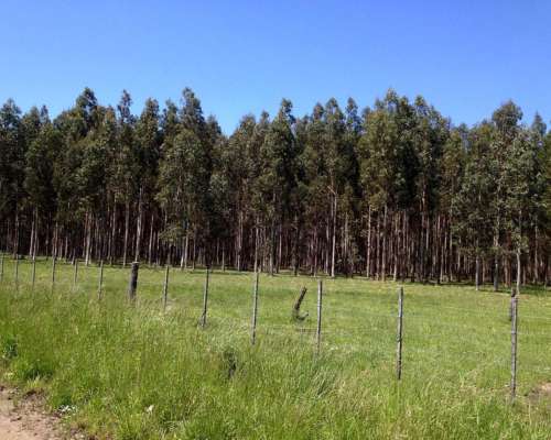 110 Ha Forestales Necochea