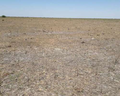 Se Vende Y/O Alquila Campo en Provincia de Santa FÉ