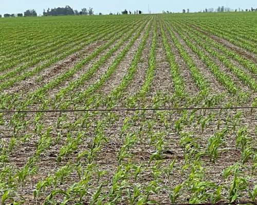 Rio Cuarto 525 Hectáreas a la Venta