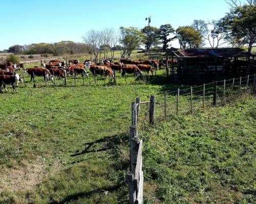 Dueño Alquila 142 Has Ganaderas en Escalada STA FE